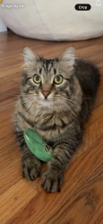Lost Male Cat last seen Redding Rd, San Diego, CA 92115