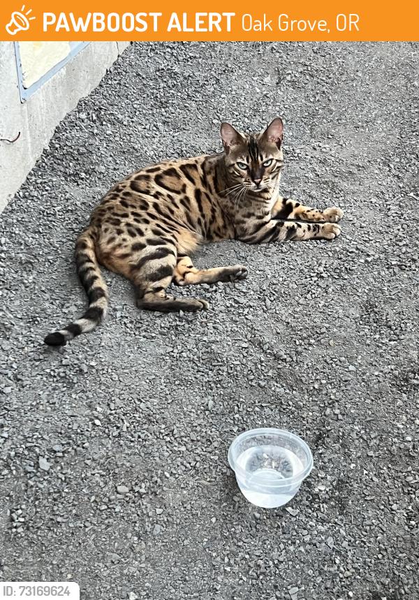 Found/Stray Female Cat last seen Rupert Drive, Oak Grove, OR 97267