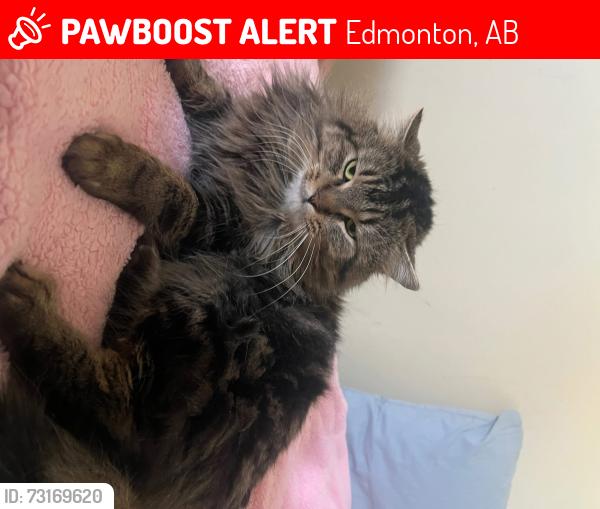 Lost Male Cat last seen Balwin, Edmonton, AB 