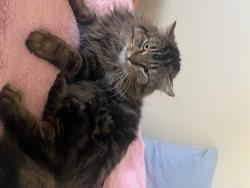 Lost Male Cat last seen Balwin, Edmonton, AB 