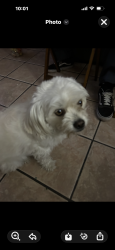 Lost Female Dog last seen Sterling and vine, San Bernardino, CA 92410