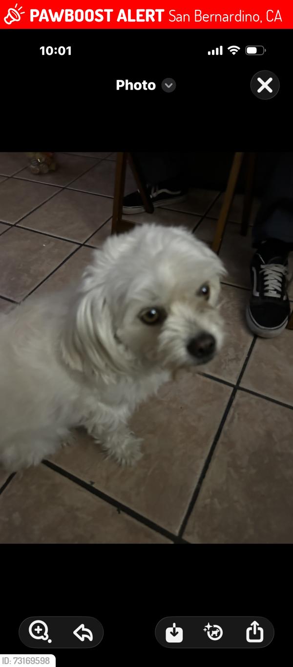Lost Female Dog last seen Sterling and vine, San Bernardino, CA 92410