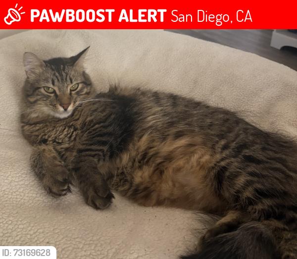 Lost Male Cat last seen Remington Rd, San Diego, CA 92115
