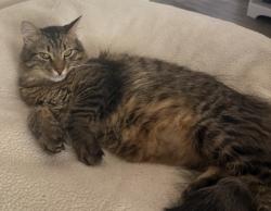 Lost Male Cat last seen Remington Rd, San Diego, CA 92115