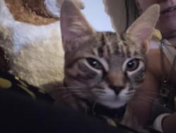 Lost Female Cat last seen Buckshutenm rd., Millville, NJ 08332