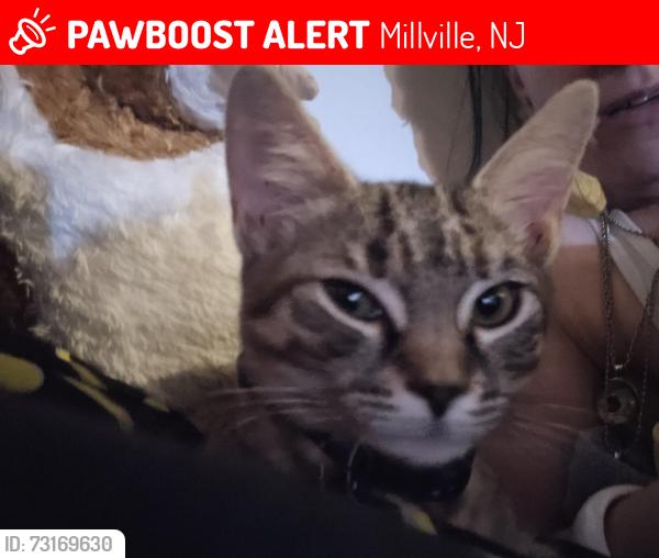 Lost Female Cat last seen Buckshutenm rd., Millville, NJ 08332