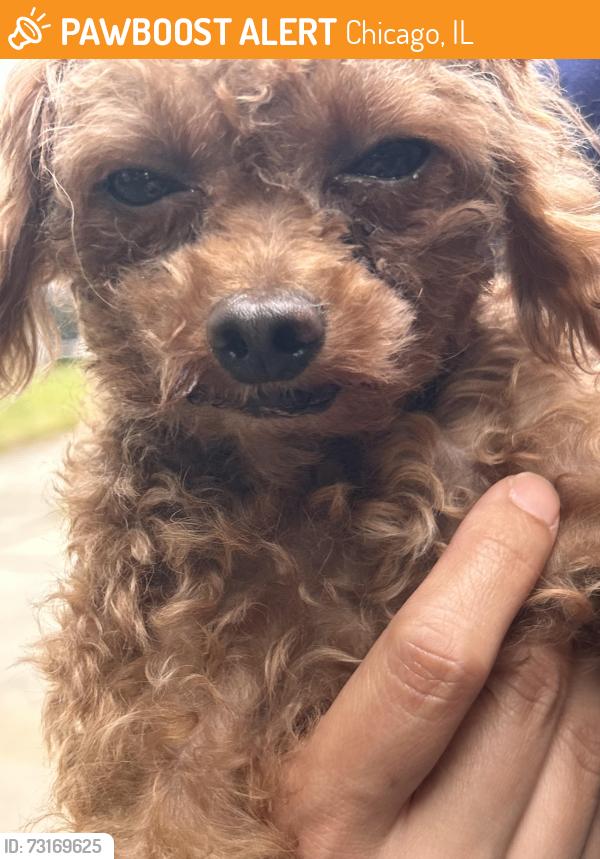 Found/Stray Male Dog last seen Near & halstead, Chicago, IL 60621