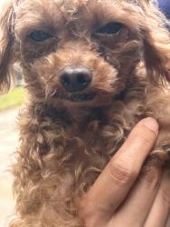 Found/Stray Male Dog last seen Near & halstead, Chicago, IL 60621