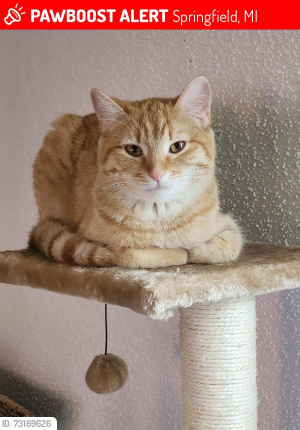 Lost Female Cat last seen 26th and 27th streets, Springfield, MI 49037