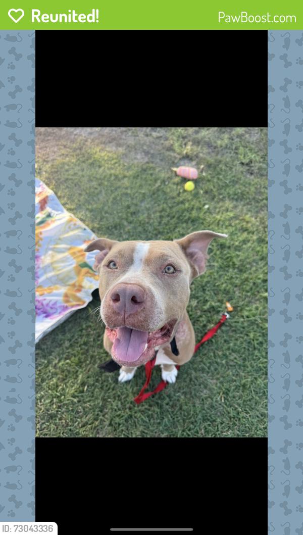 Reunited Female Dog last seen Plantation Rd and Farrington Hwy, Waianae, HI 96792