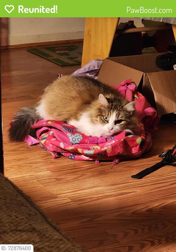 Reunited Female Cat last seen Kingsmill drive, Fredericksburg, VA 22401