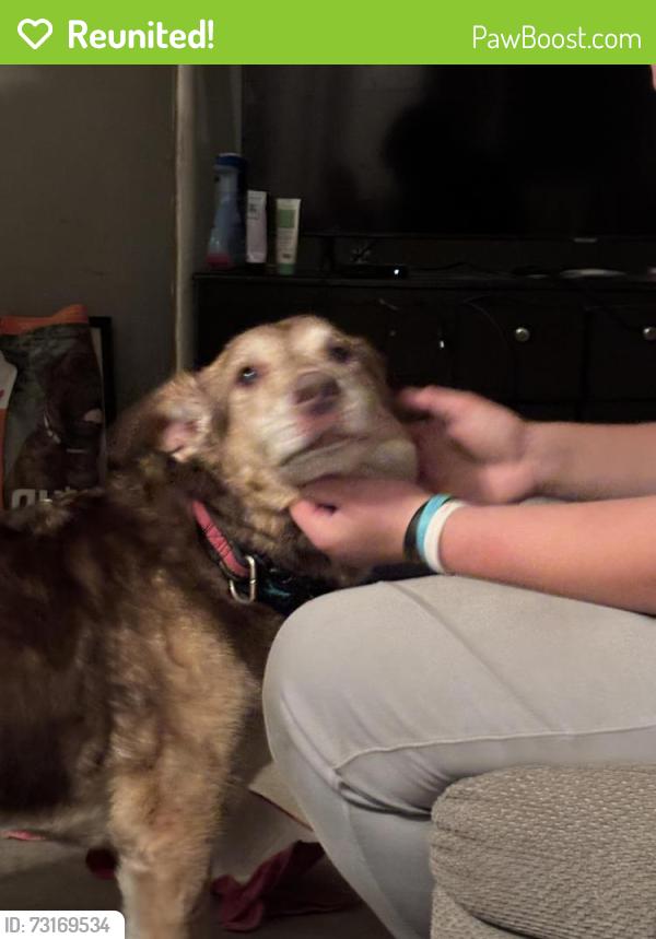 Reunited Male Dog last seen Near Hamilton rd, London, ON N5W 1B2