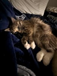 Lost Female Cat last seen Summit blvd military trial, West Palm Beach, FL 33405