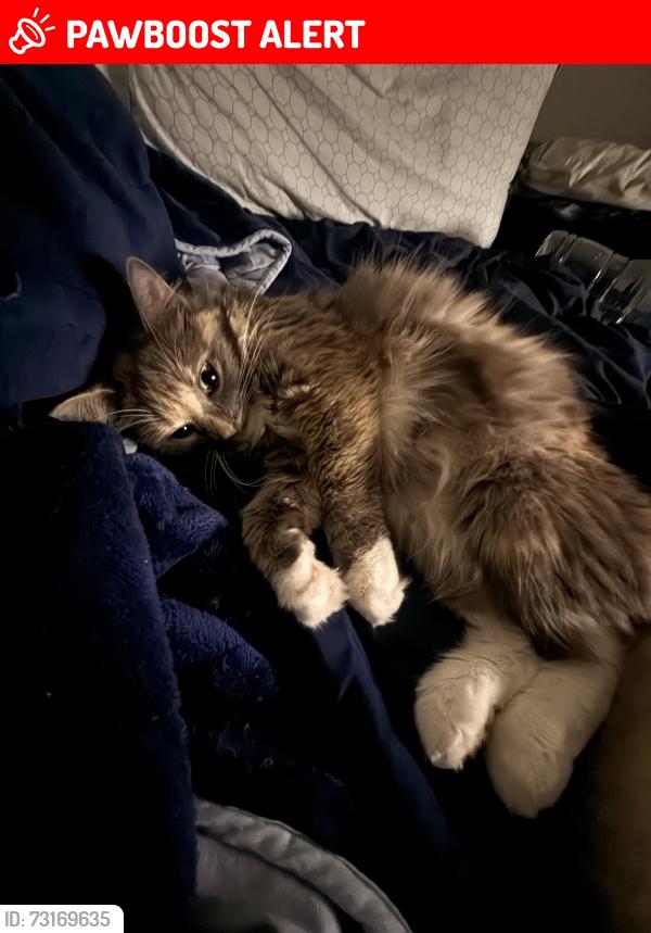 Lost Female Cat last seen Summit blvd military trial, West Palm Beach, FL 33405