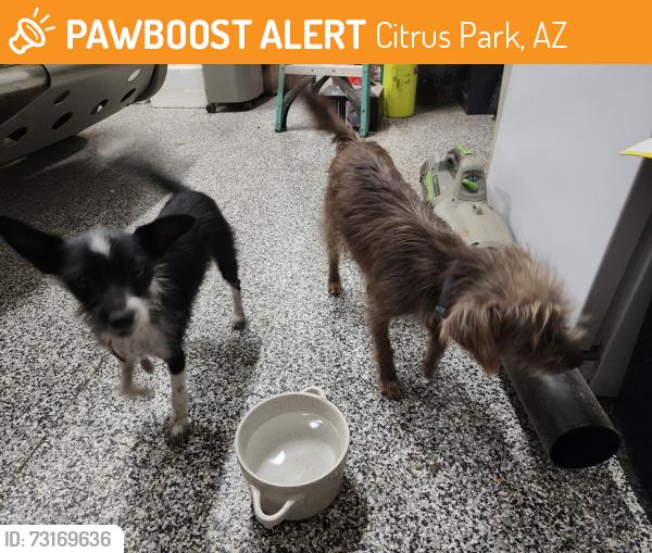 Found/Stray Female Dog last seen 175th ave and Glendale, Citrus Park, AZ 85355