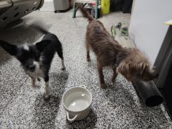 Found/Stray Female Dog last seen 175th ave and Glendale, Citrus Park, AZ 85355