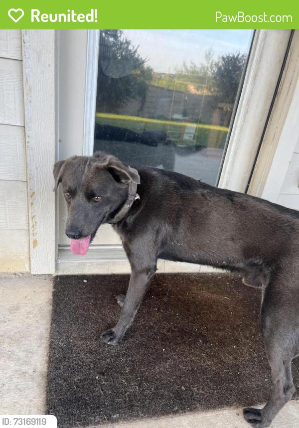 Reunited Male Dog last seen Begonia Rock and Spur Ranch, San Antonio, TX 78245