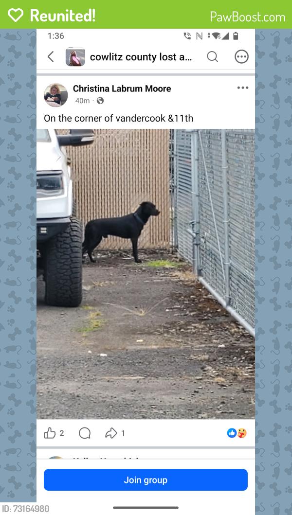 Reunited Male Dog last seen Vandercook and 11th, Longview, WA 98632