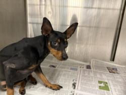 Shelter Stray Female Dog last seen , 14409 Vanowen St, Van Nuys, CA 91405, USA