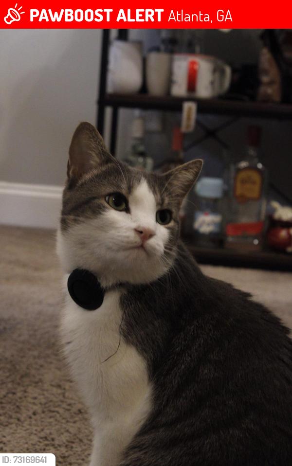 Lost Male Cat last seen Near Dunwoody xing, Atlanta, GA 30338