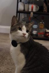 Lost Male Cat last seen Near Dunwoody xing, Atlanta, GA 30338