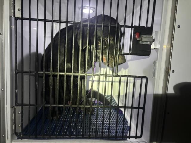 Shelter Stray Male Dog last seen Near BLOCK DEFOE AVE, COLORADO SPRINGS, CO, 610 Abbot Ln, Colorado Springs, CO 80905, USA