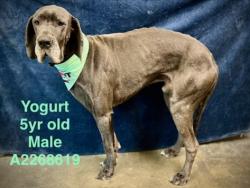 Shelter Stray Male Dog last seen , West Valley Animal Shelter, 20655 Plummer St, Chatsworth, CA 91311, USA