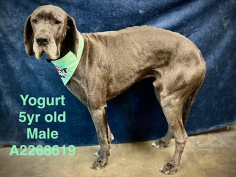 Shelter Stray Male Dog last seen , West Valley Animal Shelter, 20655 Plummer St, Chatsworth, CA 91311, USA