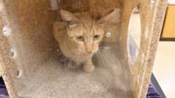 Shelter Stray Unknown Cat last seen , 957 N Gaffey St, San Pedro, CA 90731, USA