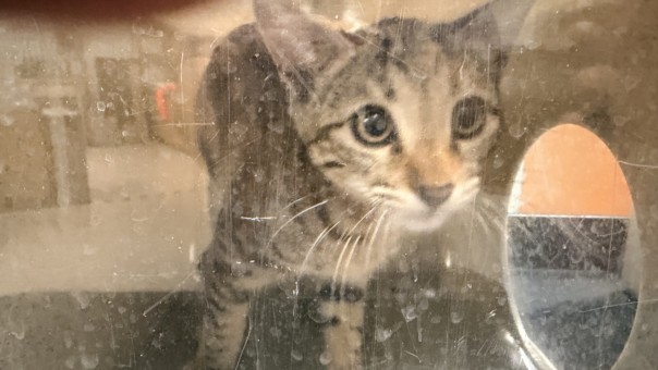 Shelter Stray Female Cat last seen , 957 N Gaffey St, San Pedro, CA 90731, USA