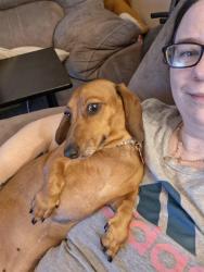 Lost Female Dog last seen 87th ave and cactus, Peoria, AZ 85345