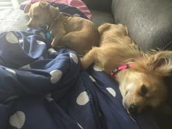 Lost Male Dog last seen Near providence river lane , elyson katy tx, Harris County, TX 77493