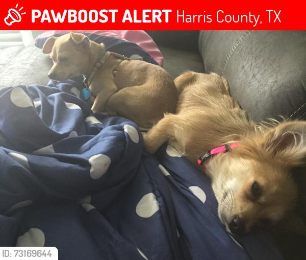 Lost Male Dog last seen Near providence river lane , elyson katy tx, Harris County, TX 77493