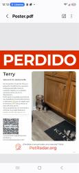Lost Male Dog last seen Warwick St,La Mi,Carmichael, Jacksonville, FL 32207