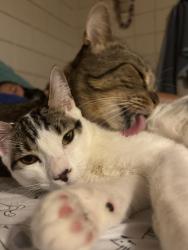Lost Male Cat last seen Akule st, Mokuleia, HI 96791