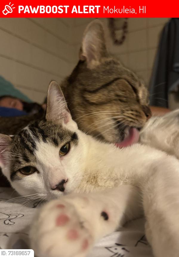 Lost Male Cat last seen Akule st, Mokuleia, HI 96791