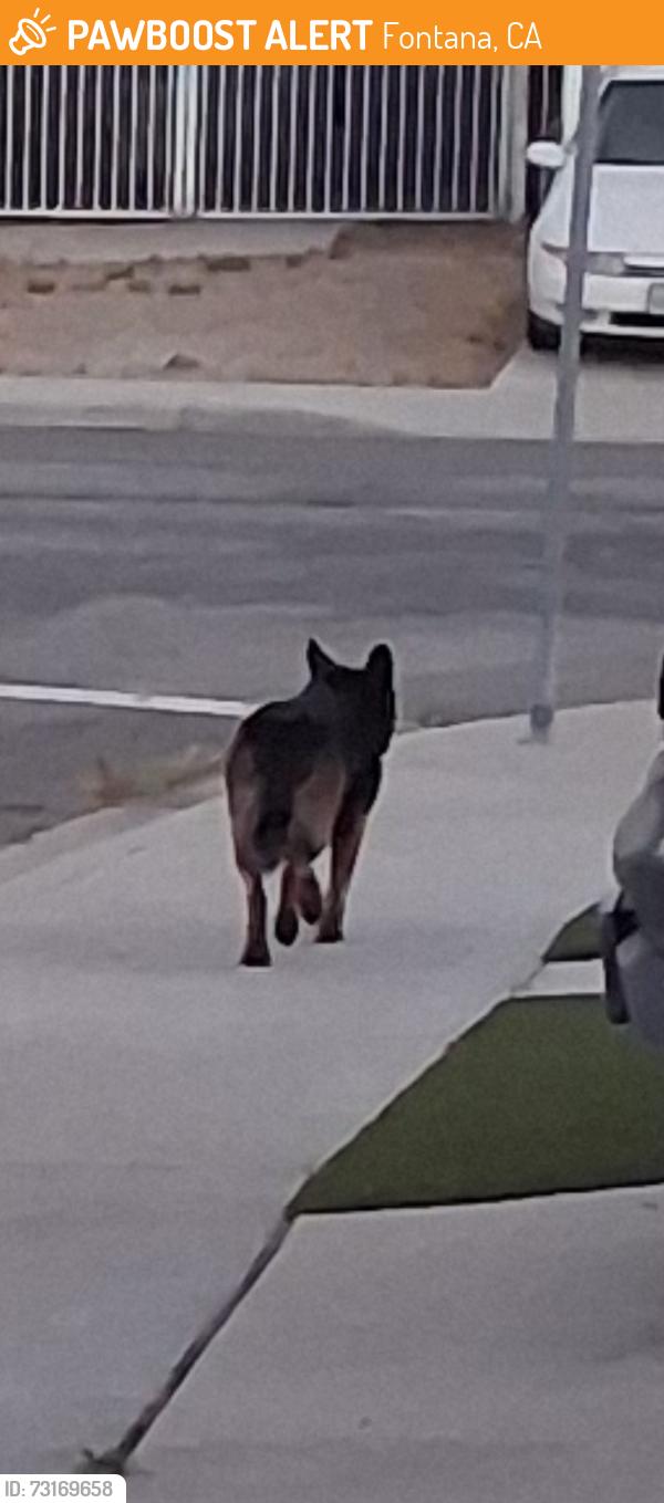 Found/Stray Unknown Dog last seen Periwinkle dr, Fontana, CA 92336