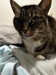 Lost Female Cat last seen Acero Haggins apmts NE 136th Avenue close to winco., Vancouver, WA 98684