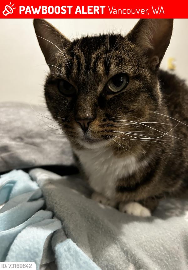 Lost Female Cat last seen Acero Haggins apmts NE 136th Avenue close to winco., Vancouver, WA 98684