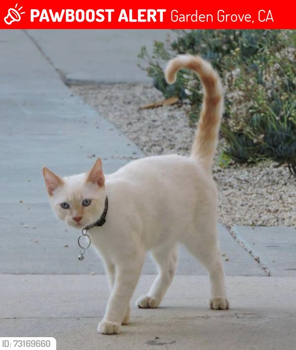 Lost Male Cat last seen Buena and Sunswept, Garden Grove, CA 92843