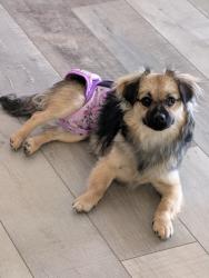 Lost Female Dog last seen Vista De Oro Mobile Homes, Hemet, CA 92544