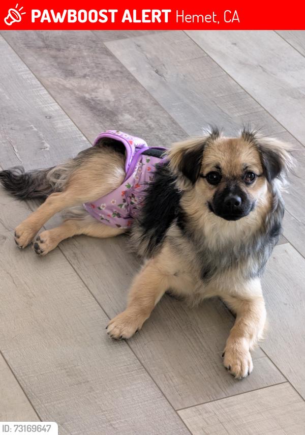 Lost Female Dog last seen Vista De Oro Mobile Homes, Hemet, CA 92544