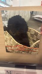 Lost Female Dog last seen Tutwiler Ave summer 38122, Memphis, TN 38122