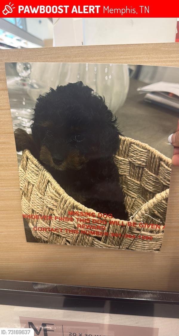 Lost Female Dog last seen Tutwiler Ave summer 38122, Memphis, TN 38122
