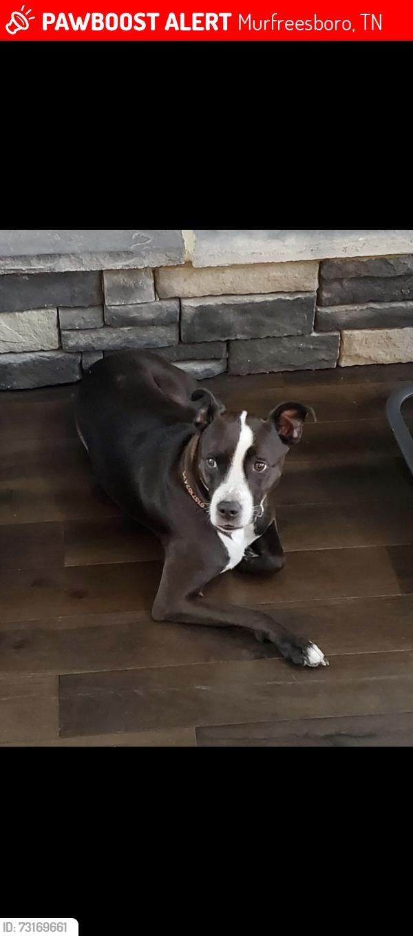 Lost Female Dog last seen Chrisview Ct and Dallas Ct., Murfreesboro, TN 37130