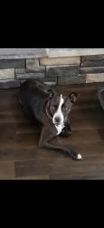 Lost Female Dog last seen Chrisview Ct and Dallas Ct., Murfreesboro, TN 37130