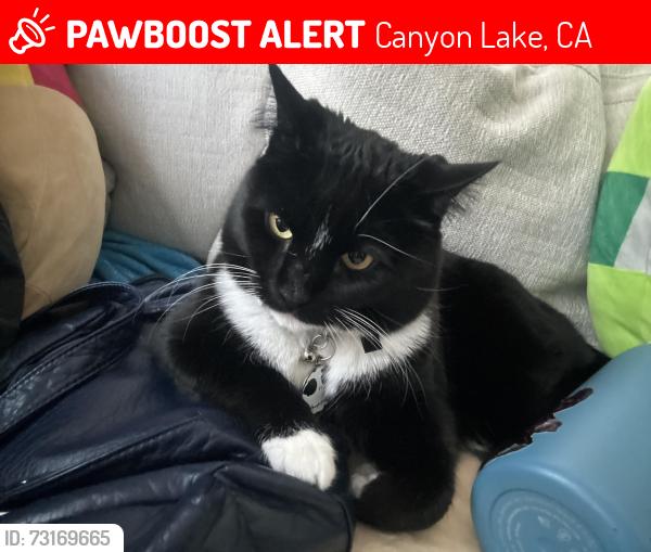 Lost Male Cat last seen cottonwood elementary school, Canyon Lake, CA 92587