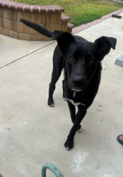 Reunited Male Dog last seen Roy Rodgers rd, Tesla charging station, San Diego County, CA 92070