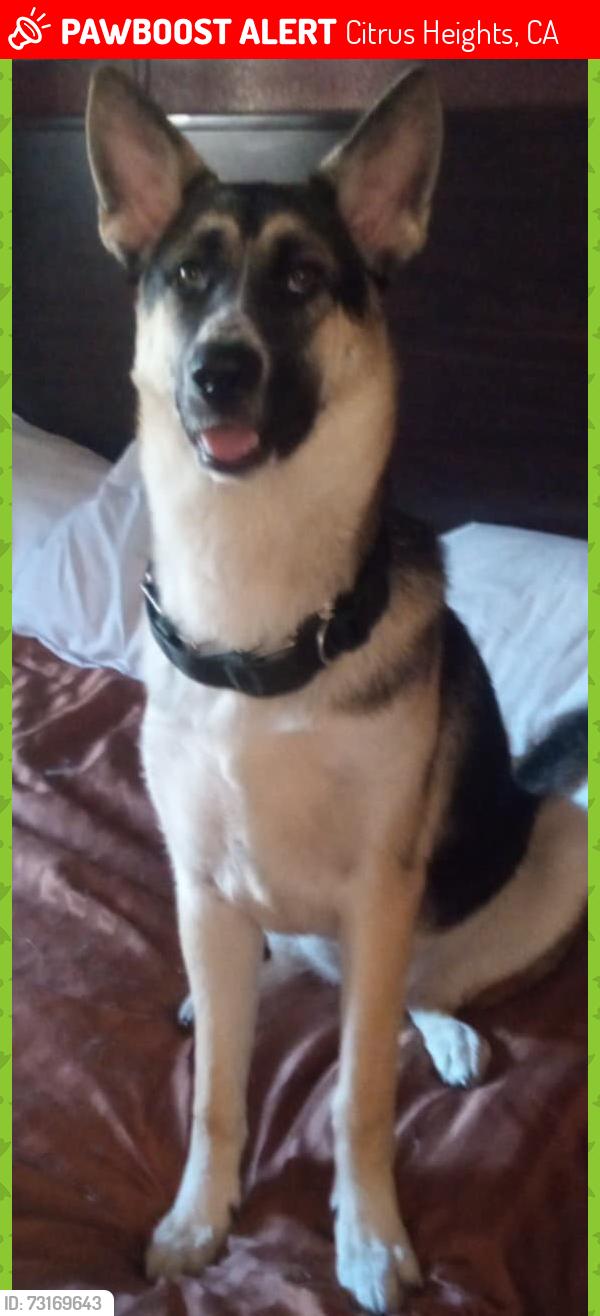 Lost Female Dog last seen Molly was last seen outside of Canes Chicken corner of Greenback lane & Birdcage, Citrus Heights, CA 95610