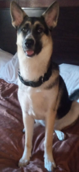 Lost Female Dog last seen Molly was last seen outside of Canes Chicken corner of Greenback lane & Birdcage, Citrus Heights, CA 95610